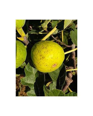 Bio Feige Steckholz Peters Honey (**)