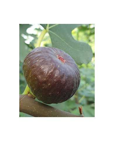 biofeigesteckholzpiccolonero