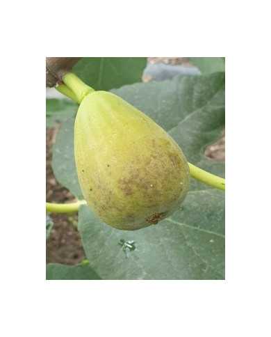 biofeigesteckholzpontetresaoriginal