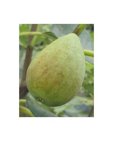 Bio Feige Steckholz Ponte Tresa Original (***)