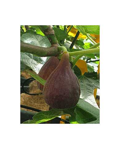 Bio Feige Steckholz Radford (**)