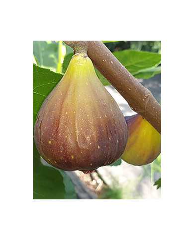 biofeigesteckholzrossoditrani