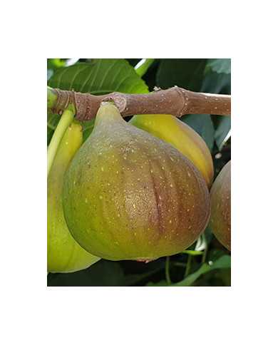 Bio Feige Steckholz Rosso di Trani (*)