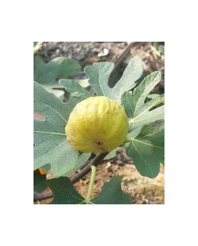 Bio Feige Steckholz Saint Pierre (*)