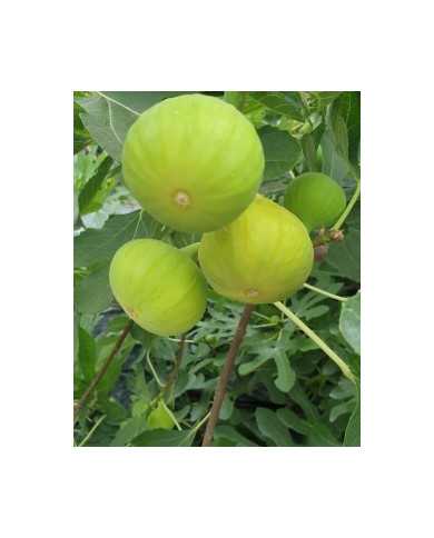 Bio Feige Steckholz Sequoia (***)