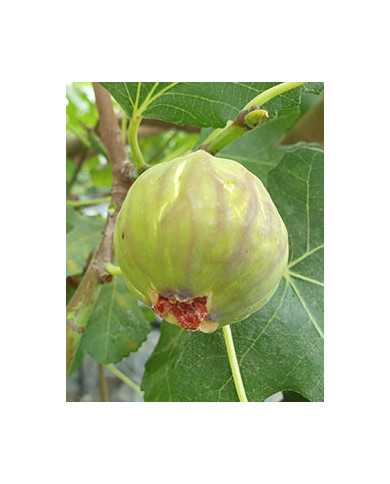 biofeigesteckholzsmith