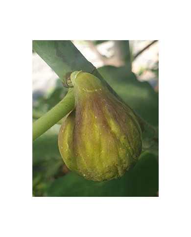 Bio Feige Steckholz Smith (***)