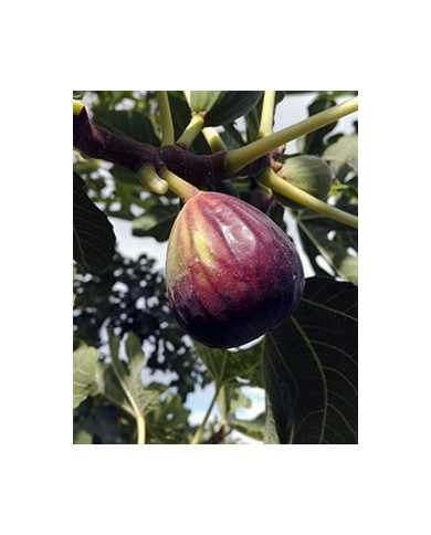 biofeigesteckholzsultane