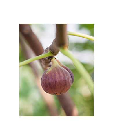 Bio Feige Steckholz Takoma Violet (*)