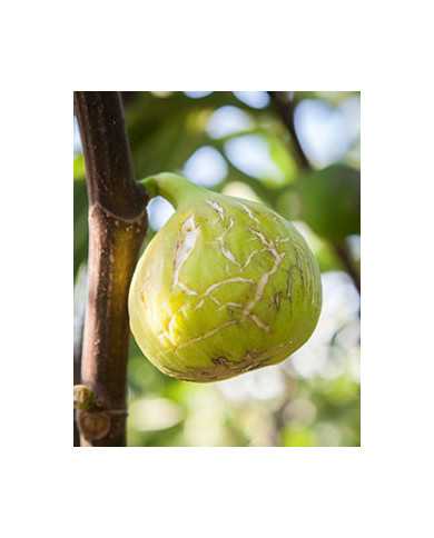 Bio Feige Steckholz Tena