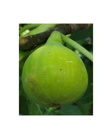 Bio Feige Steckholz Trojano (**)