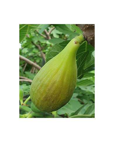 Bio Feige Steckholz Trojano (**) Bio Feige Steckholz Trojano (**)