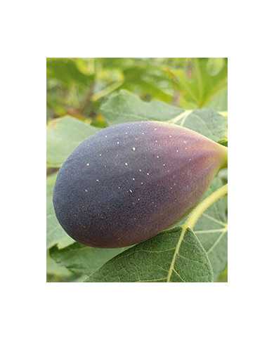 biofeigesteckholzturca