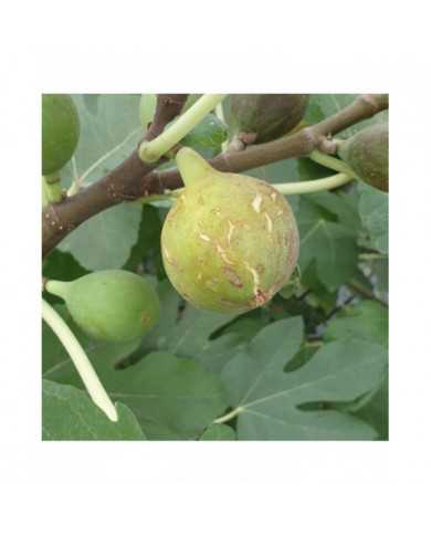 biofeigesteckholzucr187-25