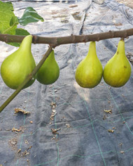 Bio Feige Steckholz UCR 187-25 (*) Bio Feige Steckholz UCR 187-25 (*)