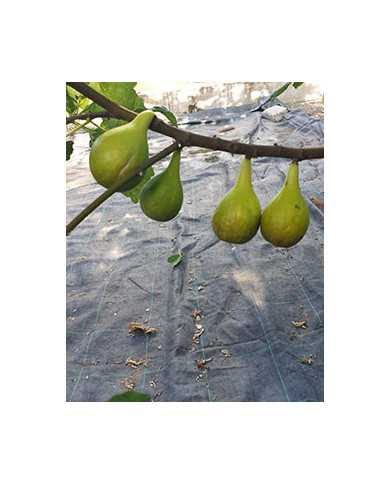 Bio Feige Steckholz UCR 187-25 (*) Bio Feige Steckholz UCR 187-25 (*)