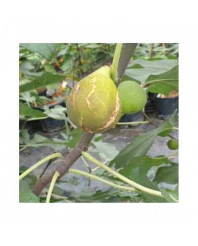 Bio Feige Steckholz UCR 187-25 (*) Bio Feige Steckholz UCR 187-25 (*)