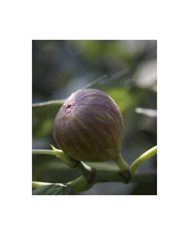 biofeigesteckholzviolettesepor