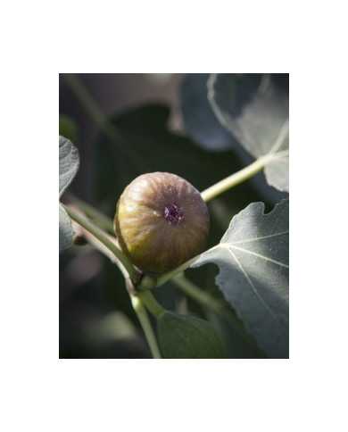 Bio Feige Steckholz Violette Sepor