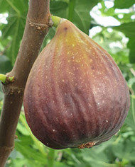 Bio Feige Steckholz Wilmington Creeper (**) Bio Feige Steckholz Wilmington Creeper (**)