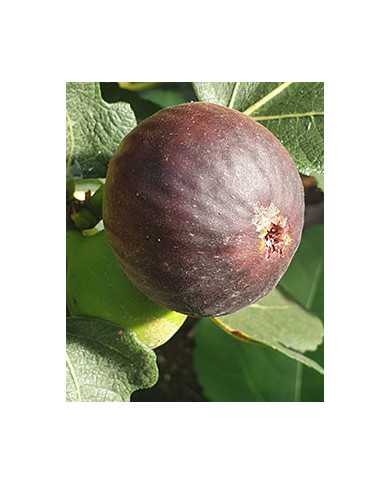 biofeigesteckholzwuhan