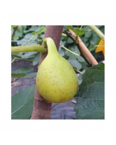 Bio Feige Steckholz Yellow Long Neck (**) Bio Feige Steckholz Yellow Long Neck (**)