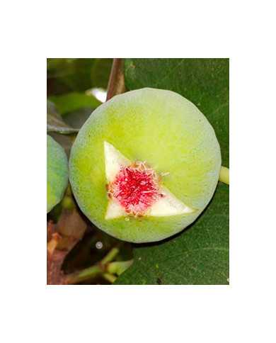 Bio Feige Steckholz Adriatic (*) Bio Feige Steckholz Adriatic (*)