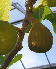 Bio Feige Steckholz BT Rivers Brown Turkey Bio Feige Steckholz BT Rivers Brown Turkey