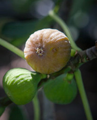 Bio Feige Steckholz BT Rivers Brown Turkey Bio Feige Steckholz BT Rivers Brown Turkey