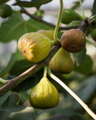 Bio Feige Steckholz BT Rivers Brown Turkey Bio Feige Steckholz BT Rivers Brown Turkey