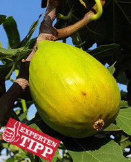 biofeigesteckholzdalmatie(baud)