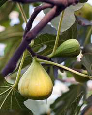 Bio Feige Steckholz Dalmatie (Baud)