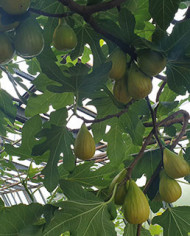 Bio Feige Steckholz Dalmatie (Baud)