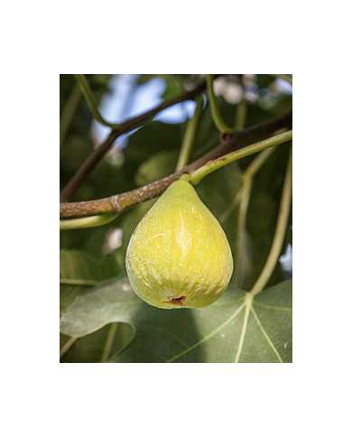 Bio Feige Steckholz Dalmatie (Baud)