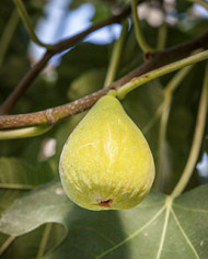 Bio Feige Steckholz Dalmatie (Baud)