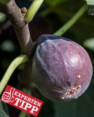 biofeigesteckholzhardychicago