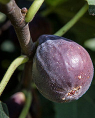 Bio Feige Steckholz Hardy Chicago (*)