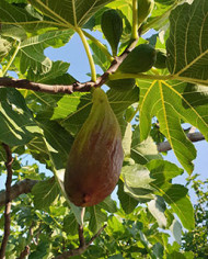 Bio Feige Steckholz Longue d´Août Bio Feige Steckholz Longue d´Août