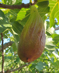 Bio Feige Steckholz Longue d´Août Bio Feige Steckholz Longue d´Août