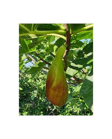 Bio Feige Steckholz Longue d´Août Bio Feige Steckholz Longue d´Août