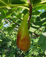 Bio Feige Steckholz Longue d´Août Bio Feige Steckholz Longue d´Août