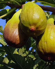 Bio Feige Steckholz Longue d´Août Bio Feige Steckholz Longue d´Août