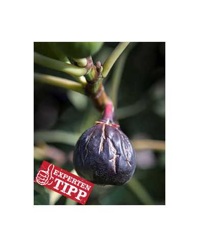 biofeigesteckholzrondebordeaux biofeigesteckholzrondebordeaux