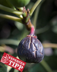 biofeigesteckholzrondebordeaux biofeigesteckholzrondebordeaux