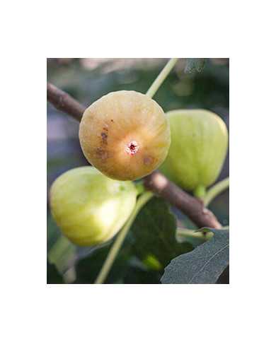 Bio Feige Steckholz Albu (*) Bio Feige Steckholz Albu (*)