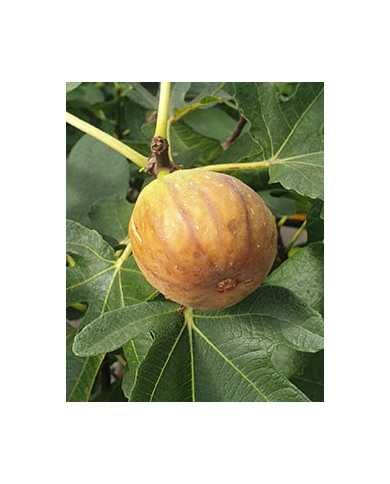 Bio Feige Steckholz Albu (*) Bio Feige Steckholz Albu (*)