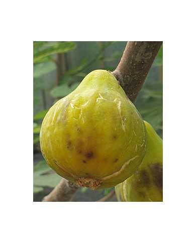 biofeigesteckholzalbuquerque