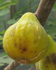 biofeigesteckholzalbuquerque