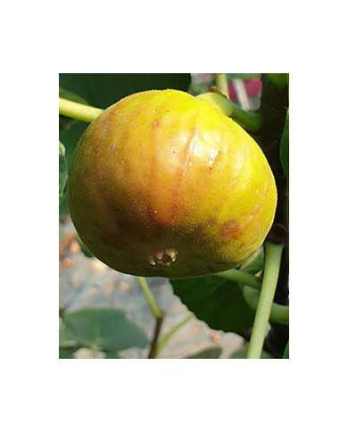 biofeigesteckholzalpengarten