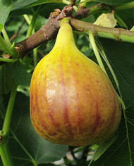 Bio Feige Steckholz Alpengarten